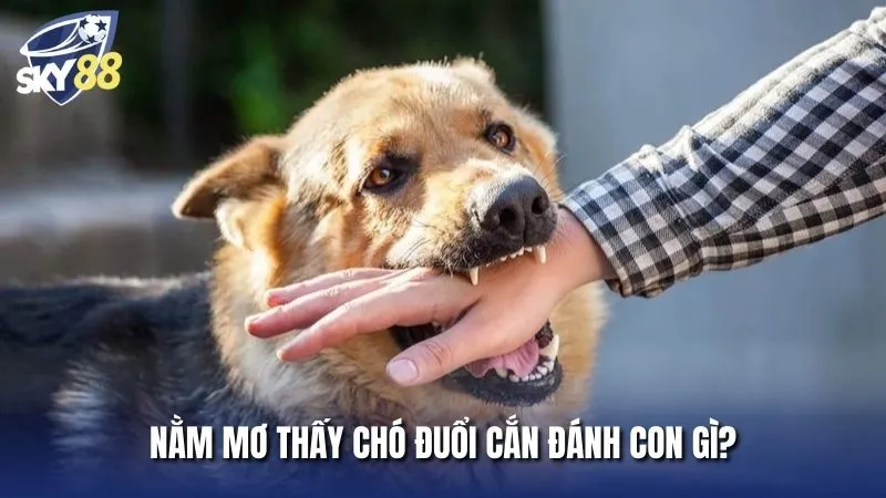 Nằm mơ thấy chó đuổi cắn đánh con gì - Gợi ý con số may mắn